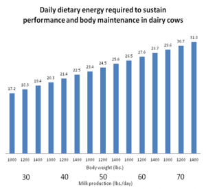 DailyDietaryEnergyPerformanceBodyMaintenanceinDairyCows