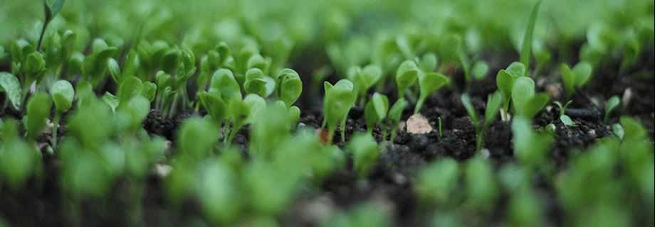 Procesamiento de semillas oleaginosas sin OGM