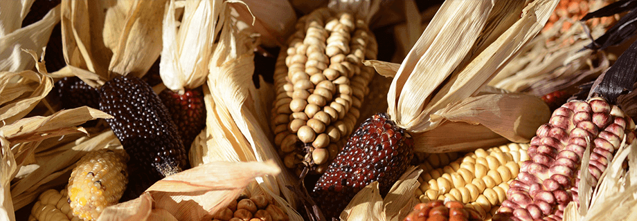 corn quality in feed diets