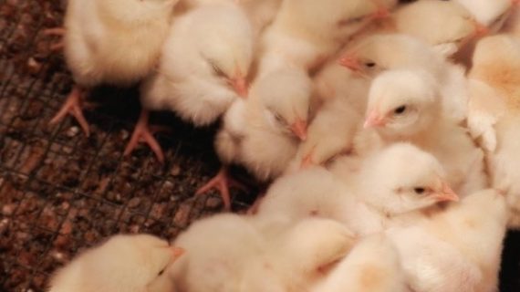 Picture of baby chicks crowded zoomed in