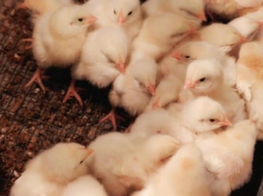 Picture of baby chicks crowded zoomed in
