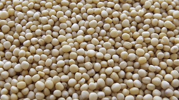 Properly Processed Express Soy Meal