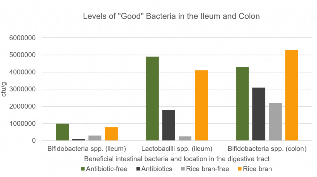 Niveaux de bonnes bactéries dans l'iléon et le côlon de porcs nourris avec du son de riz stabilisé, sans antibiotiques