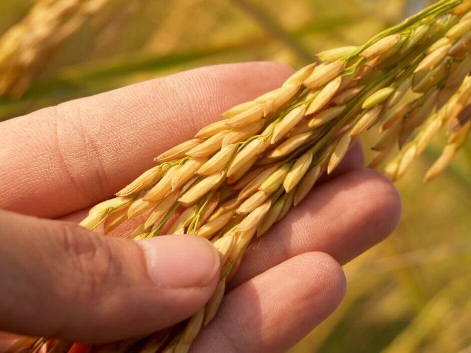 Image of Rice in Husk