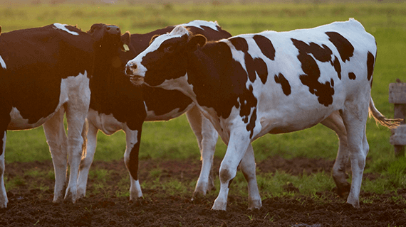 corn for dairy cow protein