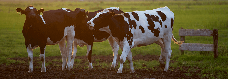 Aliments pour vaches