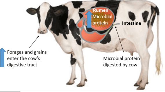 Proteínas microbianas del ganado lechero