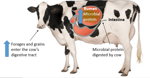 Protéines microbiennes chez les vaches laitières