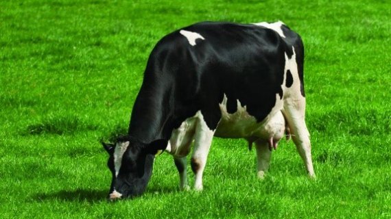 Dairy Cow