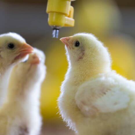 Antibiotic Free Chicken
