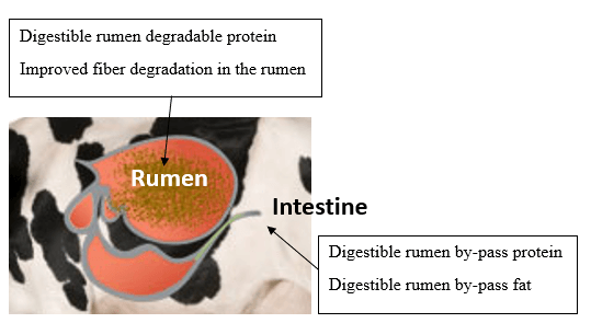 Diagramme sur le rumen