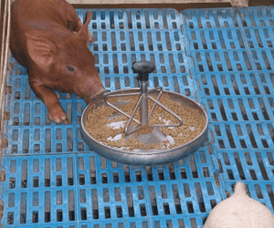 Pig
