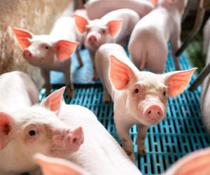 Ecological pigs and piglets at the domestic farm