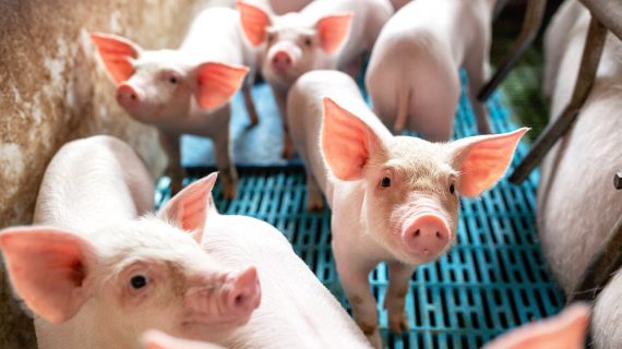 Ecological pigs and piglets at the domestic farm