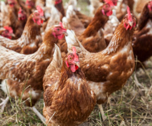 reducing layer diet costs